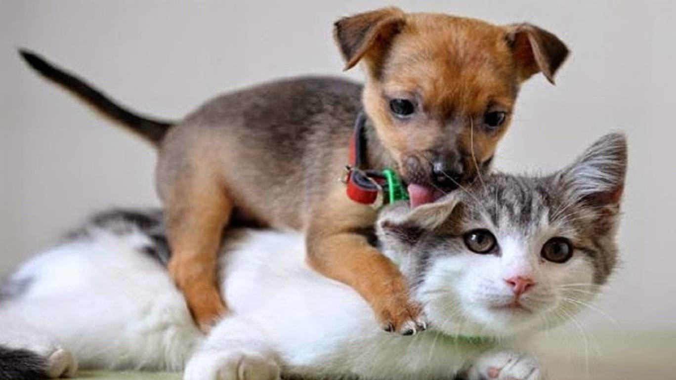 Смешные котики / Смешные собаки