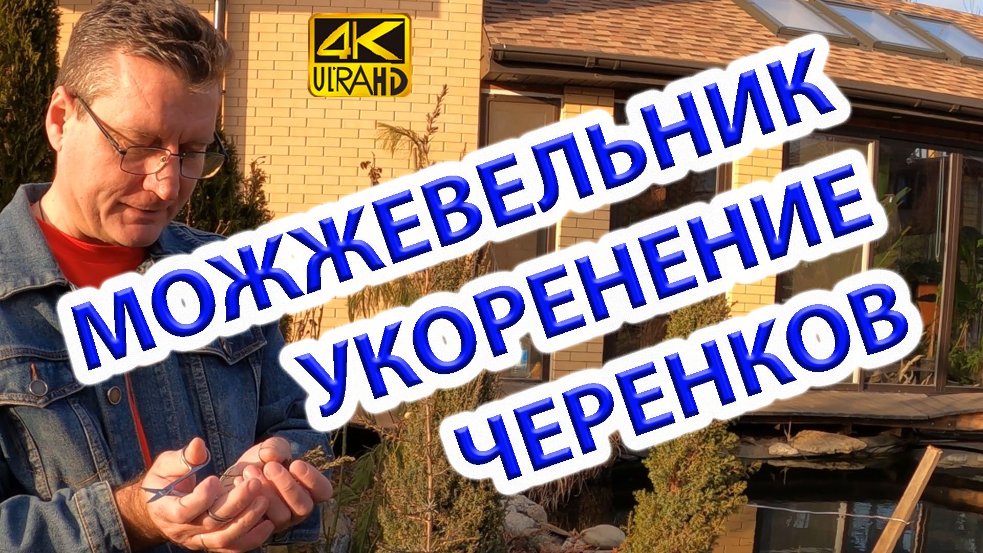 Укоренение можжевельника из черенков в конце зимы