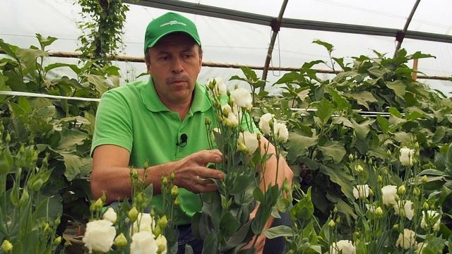 Эта прекрасная эустома