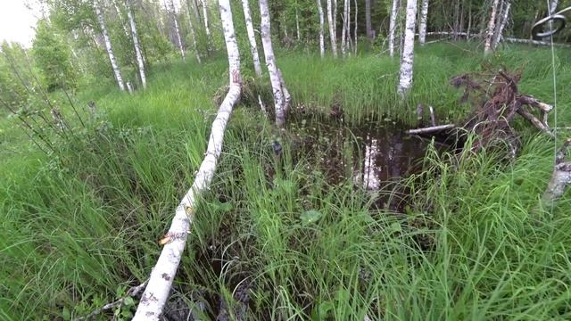 РЫБАЛКА НА СПИННИНГ БОБРЫ МЕШАЮТ РЫБАЧИТЬ ТАЕЖНАЯ РЕЧКА КАРЕЛИЯ.mp4