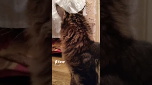 Кузя.  Мейкун