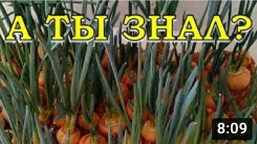 4 СПОСОБА выгонки зеленого ЛУКА: быстро, легко и просто???