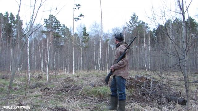 Охота на вальдшнепа с МР 155 на вечерней тяге