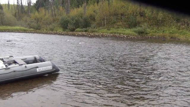 4 Серия Ловля по 2 Рыбы Хариус Сразу Удочка Поплавок Тайга Алтайская Балда Перекат Карусельный Пит