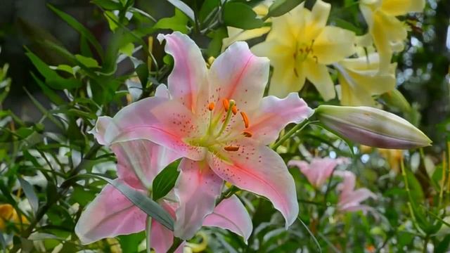 Владыки и их обители, ч. 8. Богиня Амариллис