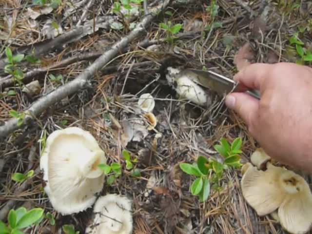 Грибная тайга. Грузди, сыроежки