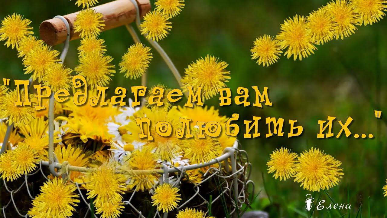 Предлагаем вам полюбить их *
