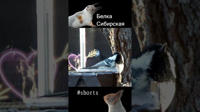 #shorts Черная синица московка затаилась\The black tit of the Muscovite is hiding