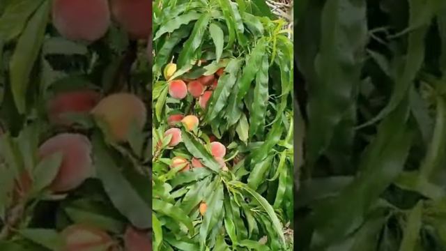 Колоновидный персик Золотой Триумф Россия | Small Gardens