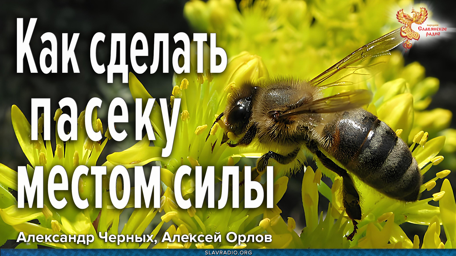 Как улучшить качество мёда и здоровье пчёл