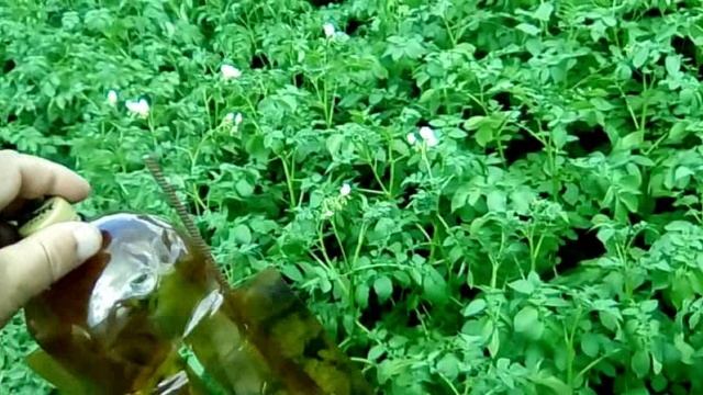 Огород с бутылками, сидераты.mp4