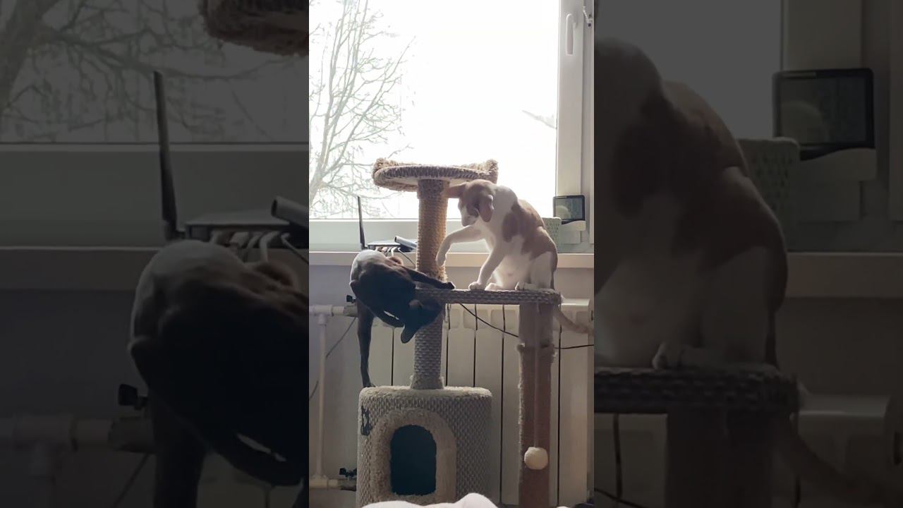 Гриша -Царь горы, Миша наступает #ориенталы #кот #cat #oriental