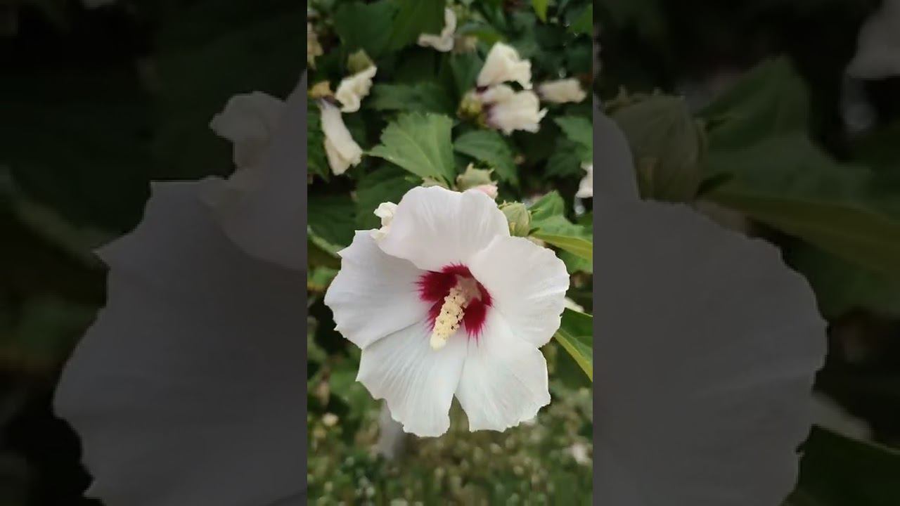 Драмтеатр | Ош | Кыргызстан #shorts