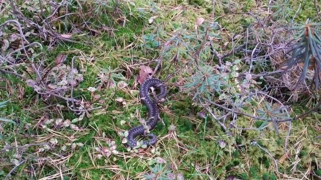 Гадюка атакует . Редкие кадры