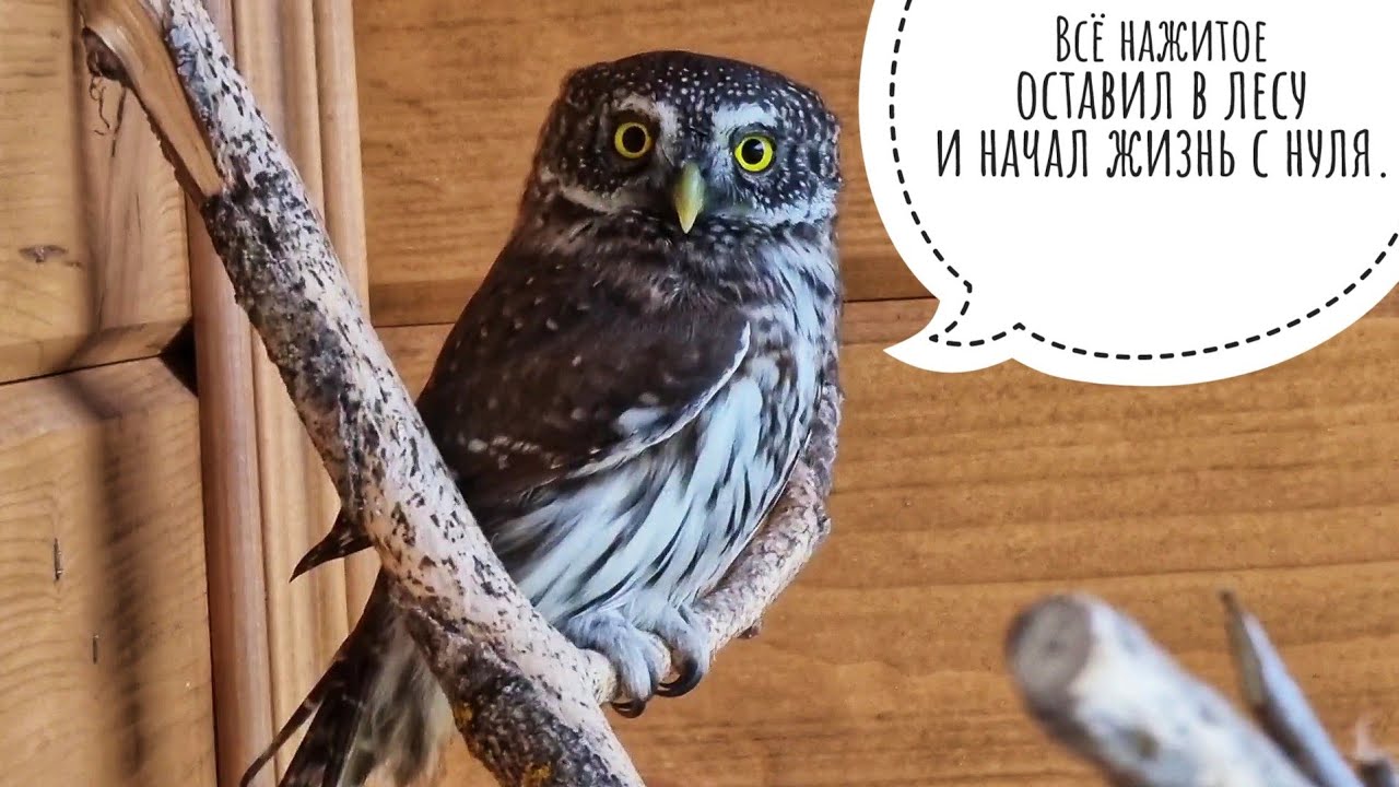 Интерьер у воробьиного сычика, отмороженные тыквы, сова и кошка Морошка