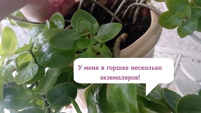Чтобы каланхоэ цвел как бешеный!#каланхоэ#каланхоэцветение#суккуленты#