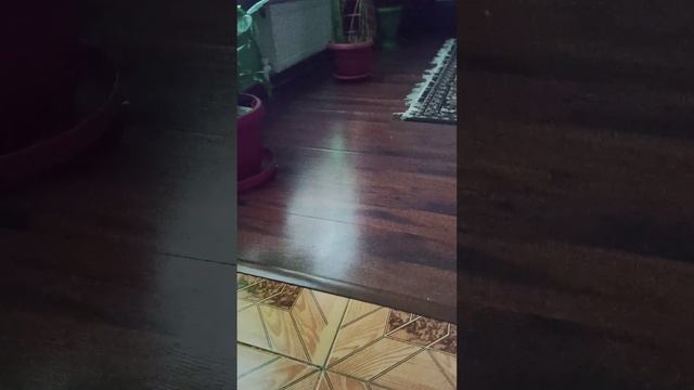 Вот так забавно можно поиграть с котом.mp4