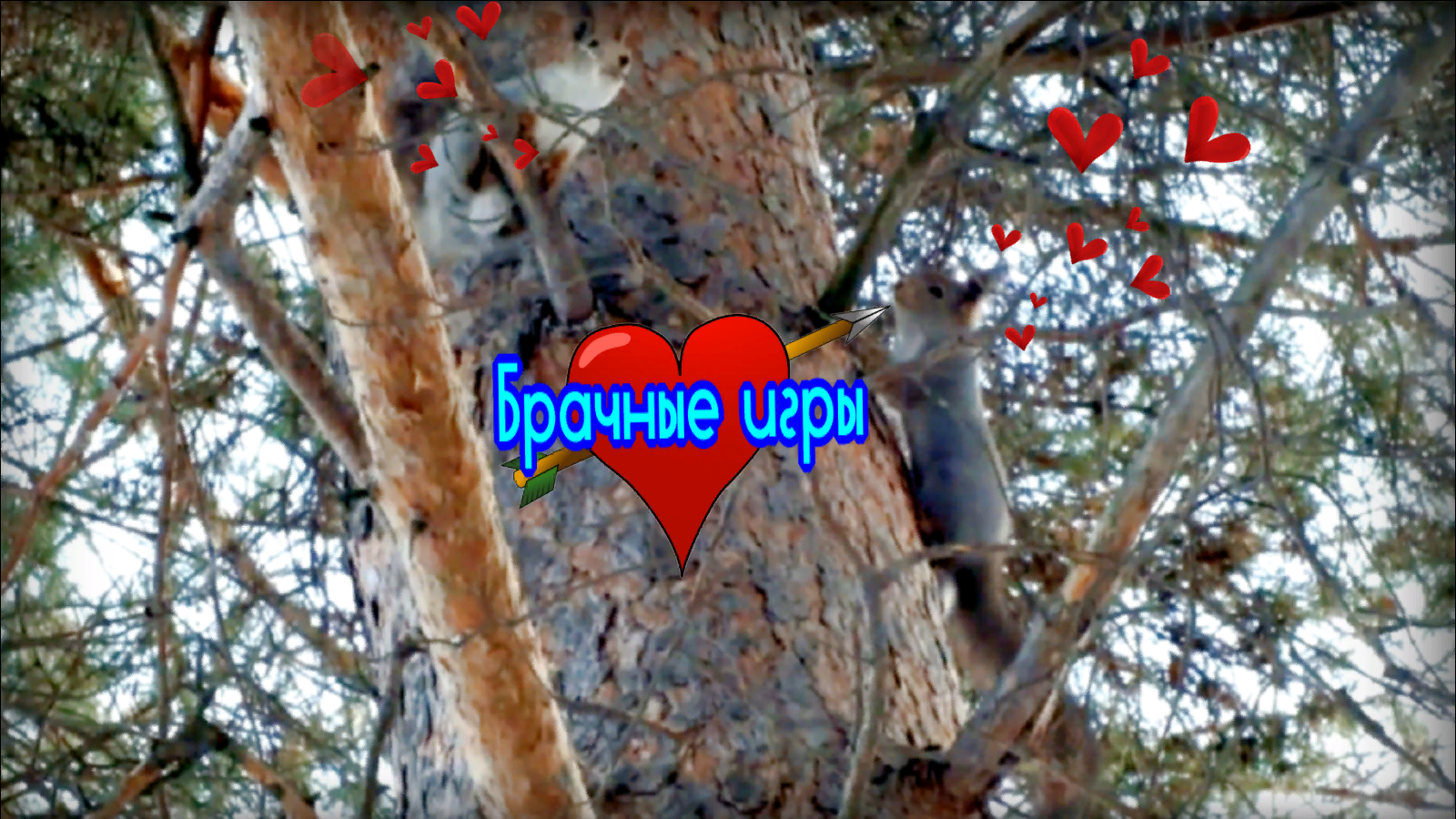 Брачные игры двух белок в лесу