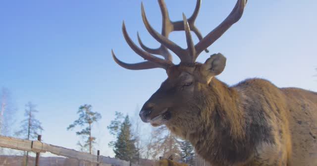 ПРОШАГАЙ город (Сатка), Челябинская область