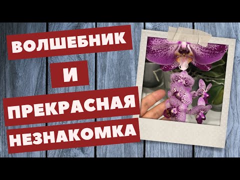 Волшебник и прекрасная незнакомка