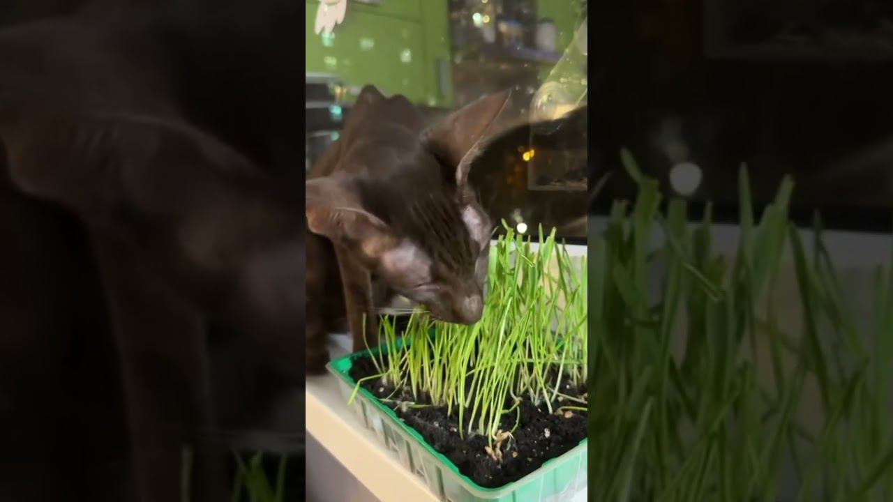 Травкой балуемся #кошка #кот #ориенталы #травка