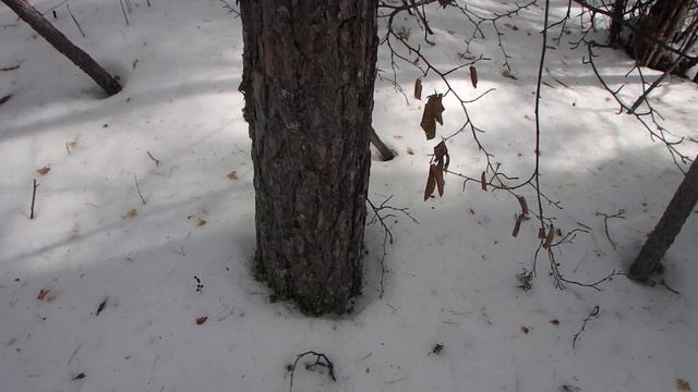 Ориентирование в тайге, квартальный столб и просека