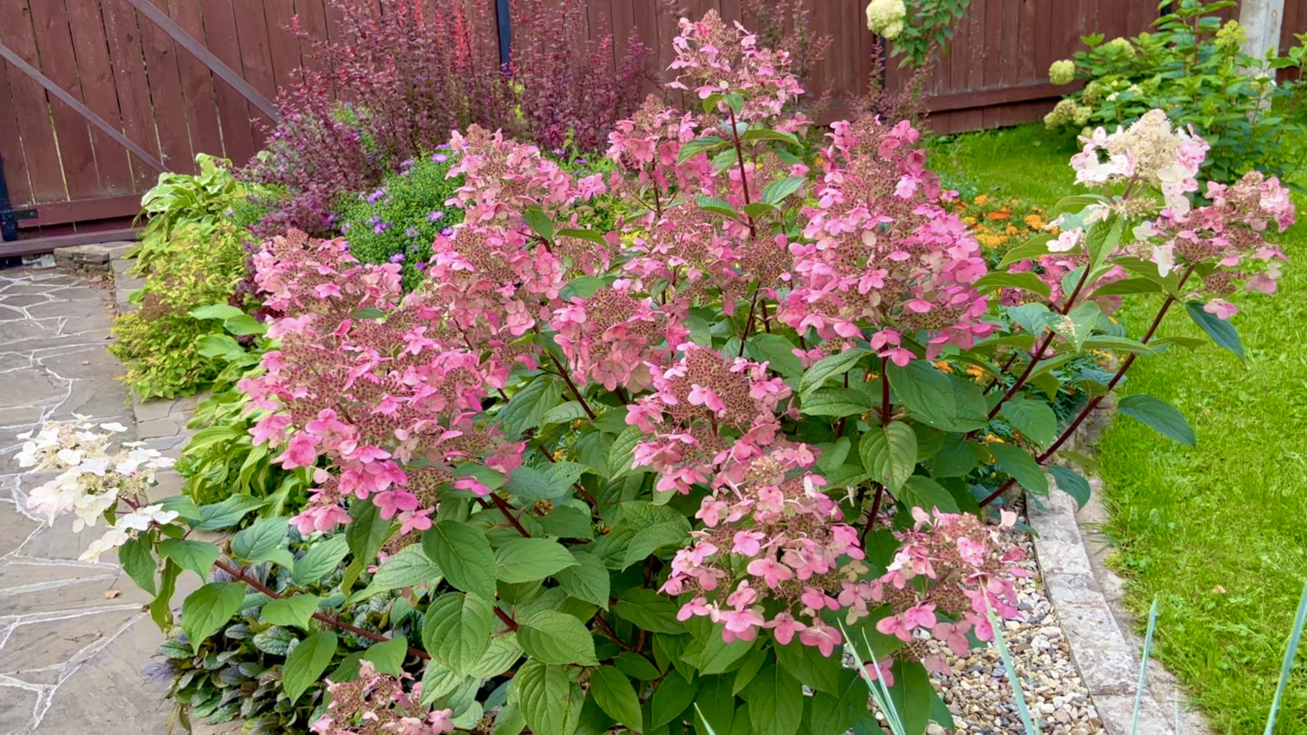 Осенний сад. СЕНТЯБРЬ 2023г. Хронология. Солируют гортензии. Дачный креатив.