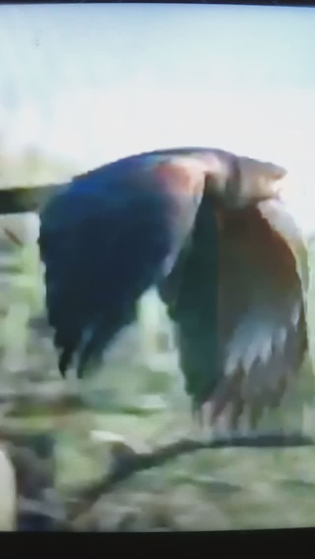 БЕРКУТ - хищная птица. Он может часами парить в воздухе. Увидев добычу резко пикирует на неё#Shorts