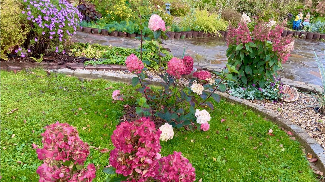 ОСЕННИЕ ЗВЕЗДЫ. АСТРЫ НОВОБЕЛЬГИЙСКИЕ. ОБИЛЬНОЕ ЯРКОЕ ЦВЕТЕНИЕ. ГОРТЕНЗИИ. ДАРМЕРА. Дачный креатив.