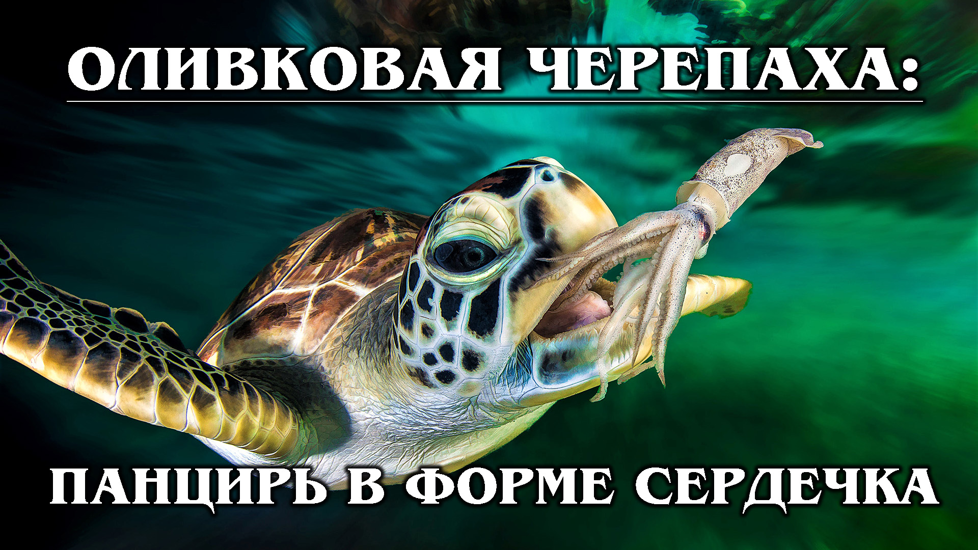 ОЛИВКОВАЯ ЧЕРЕПАХА: Всегда возвращается туда, где родилась | Интересные факты про черепах и животных