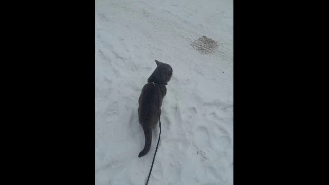 Слайд-шоу. Тишкины зимние прогулки.