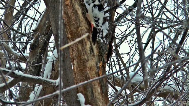 #22_Последний ДЕНЬ ОСЕНИ_2022...ЗДРАВСТВУЙ_ЗИМА_2022...