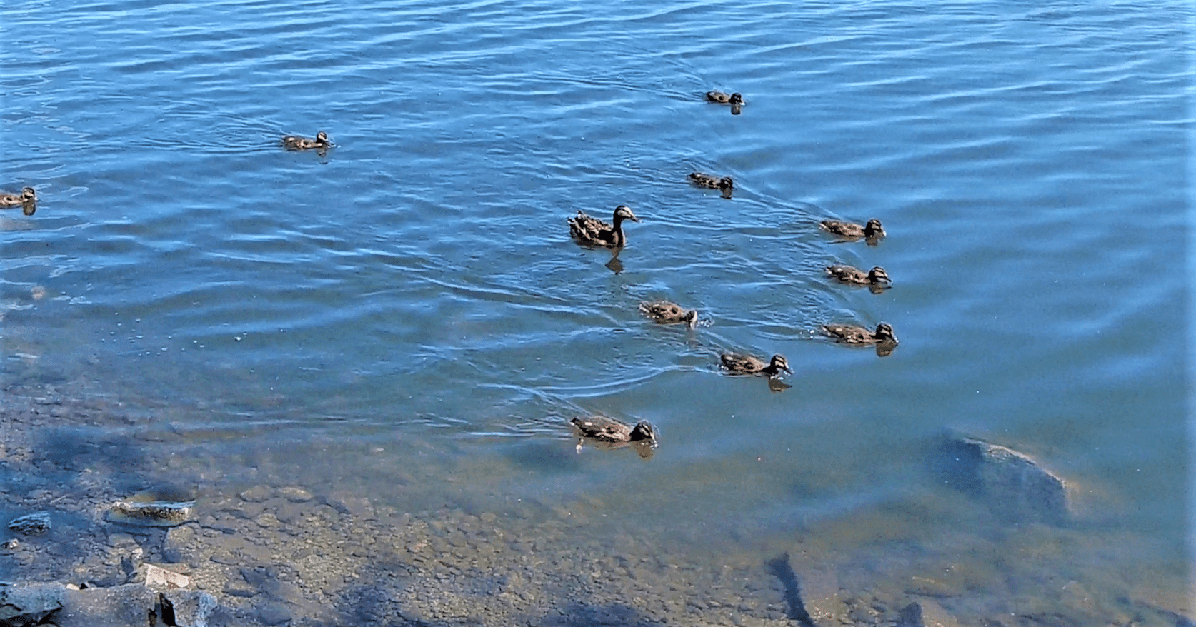 Бесстрашные и забавные утята. Как они быстро растут!