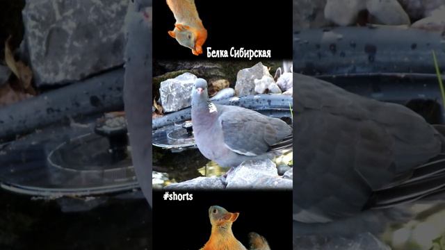 Лесной голубь ходит у пруда