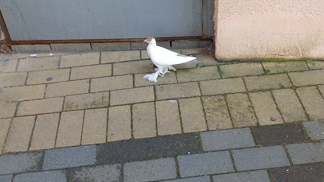 Зеленоградск. И голуби, подчас, хотят свободы. Из серии "Случайные встречи"