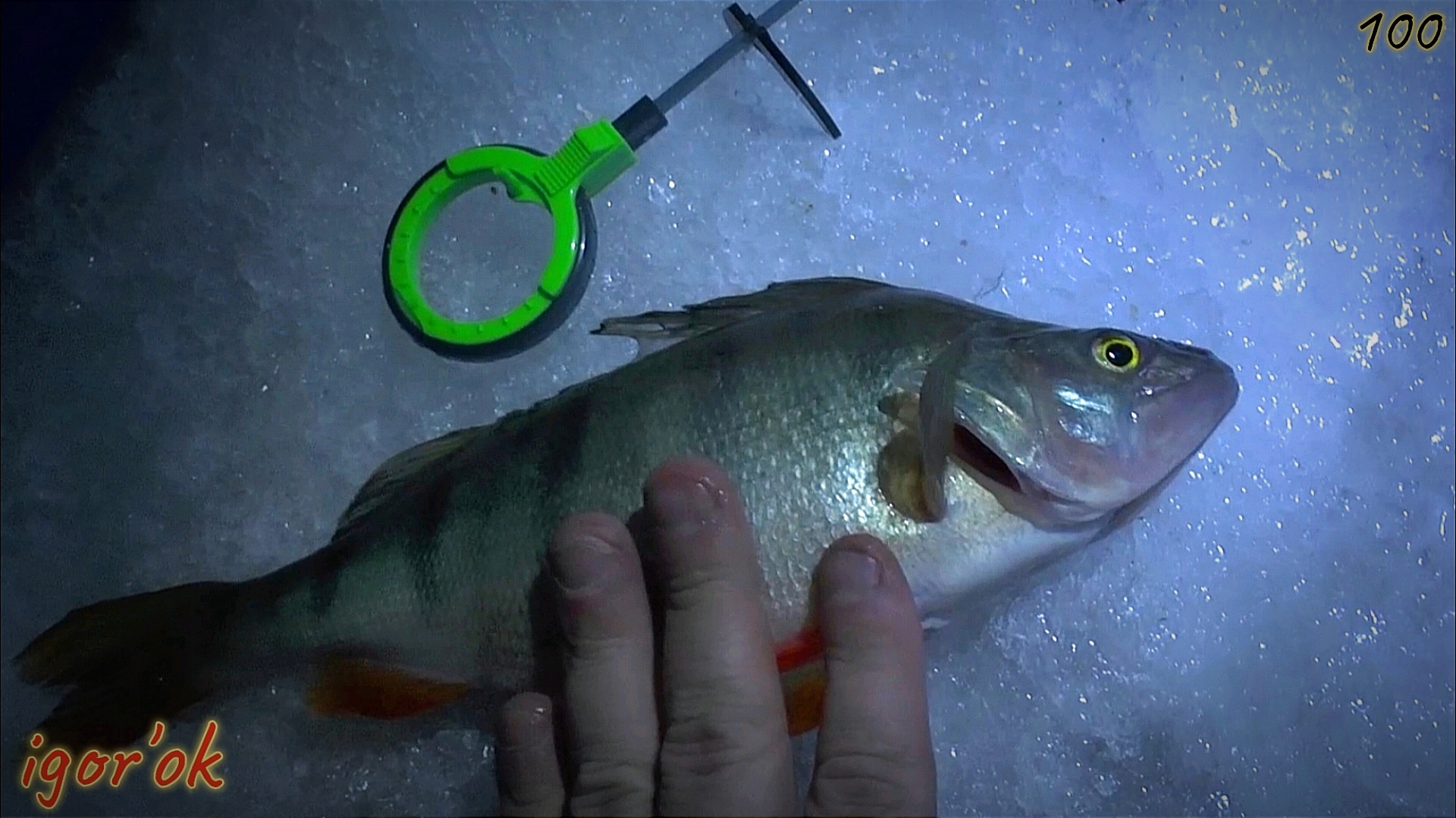 Приехали не зря. Вечерняя рыбалка