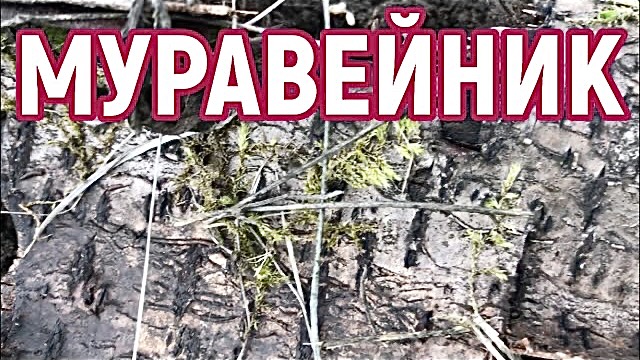 Муравейник. Жизнь кипит!