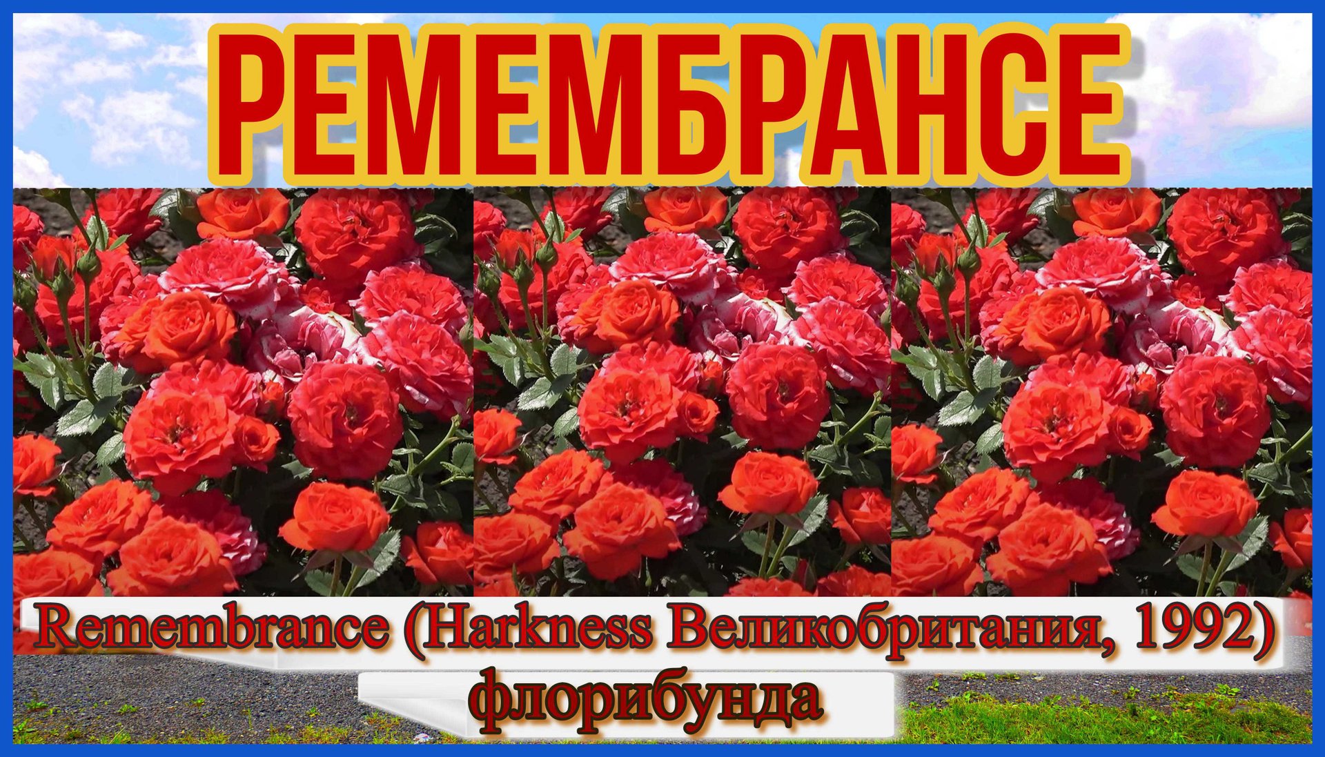 Роза Ремембрансе (Флорибунда)  - Remembrance (Harkness Великобритания, 1992)