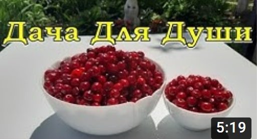 Заготавливаем ВИШНЮ на зиму БЕЗ ВАРКИ???