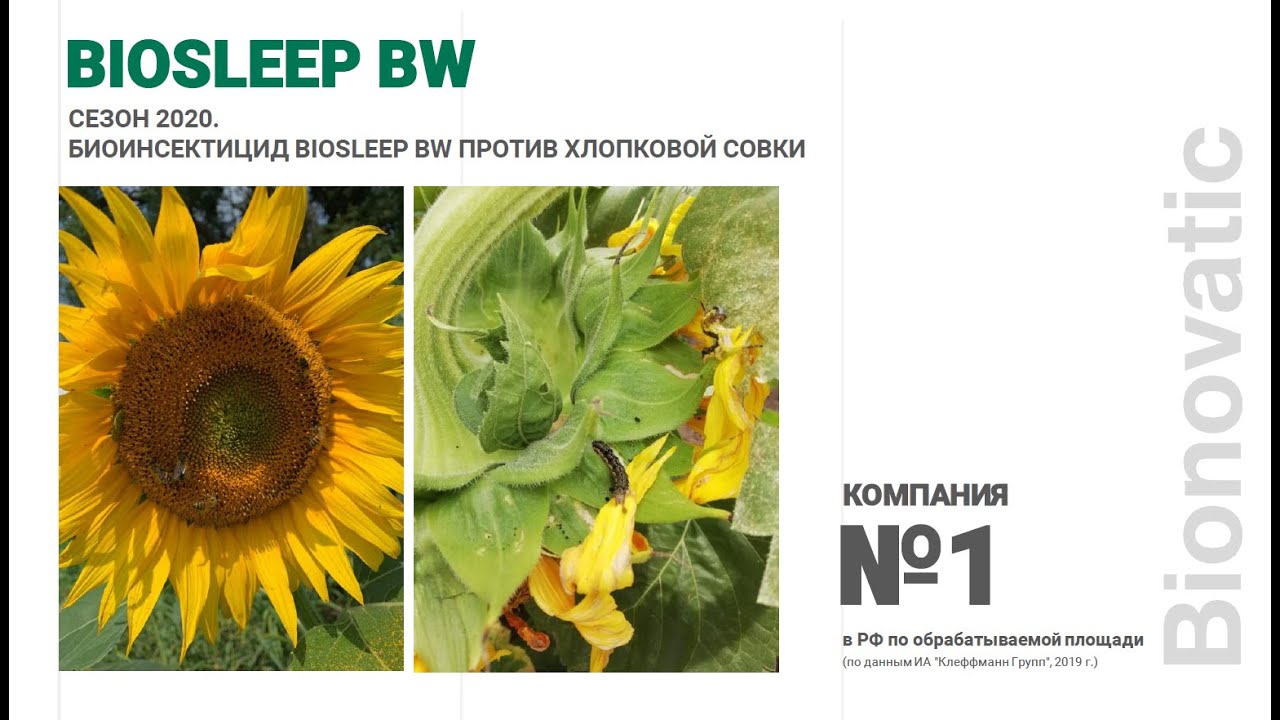 Сезон 2020. Биоинсектицид BioSleep BW против хлопковой совки.