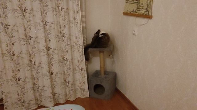 Игривая кошечка Муся.