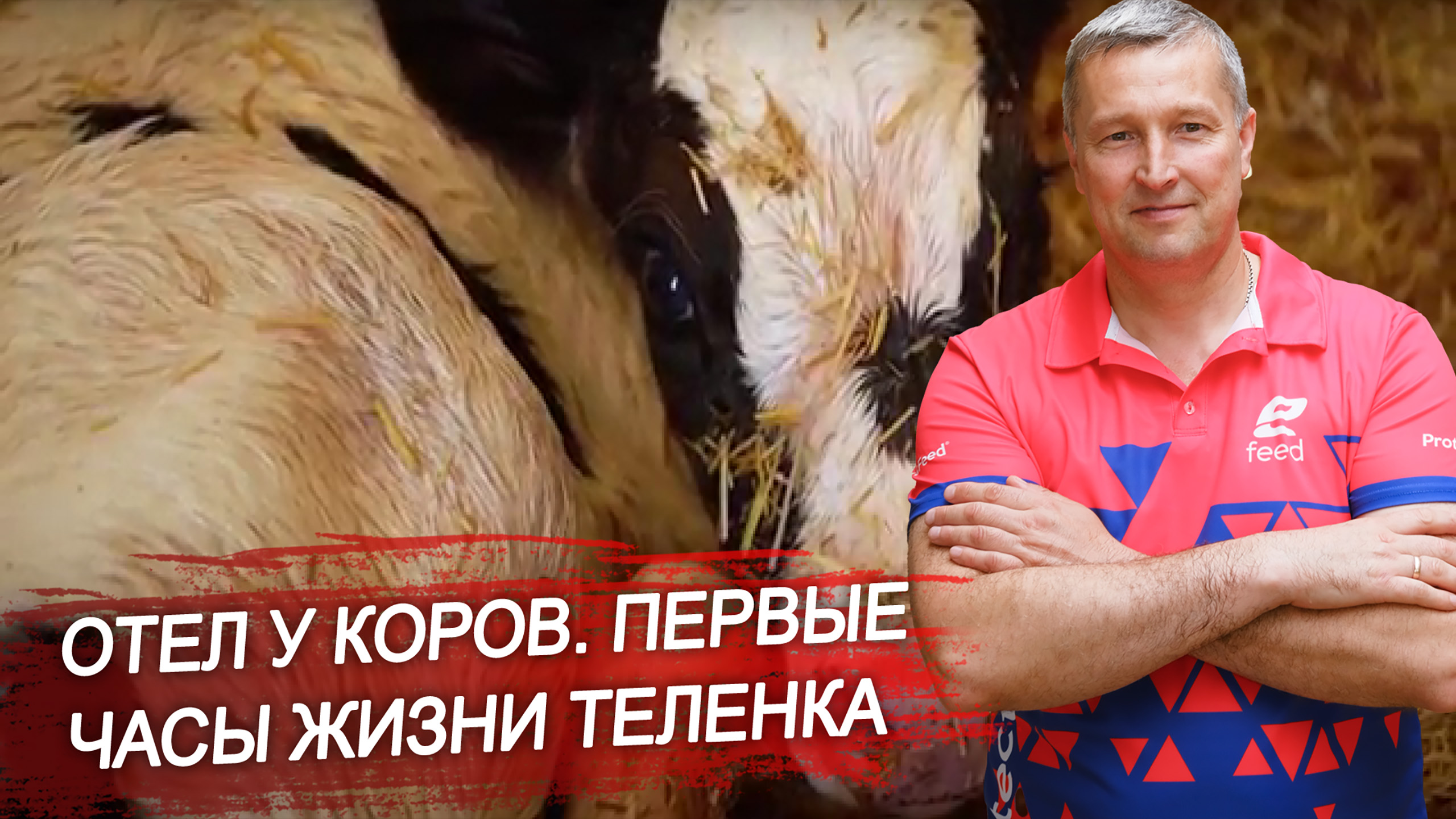 Как протекает отёл у коров? Первые признаки отёла. Как действовать в первые часы жизни телёнка.
