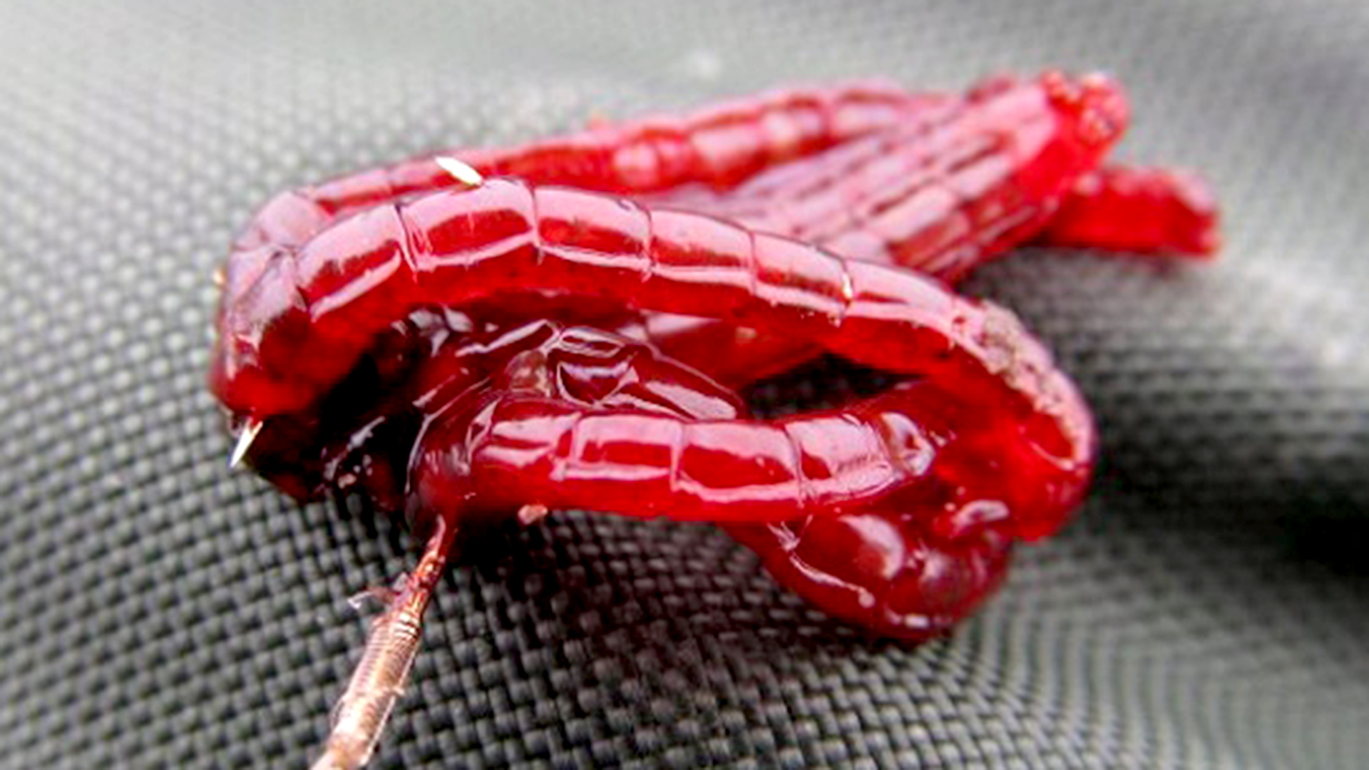 Как подготовить мотыля перед рыбалкой.