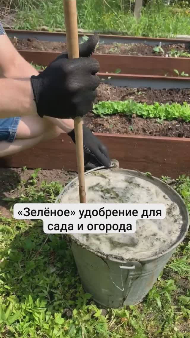 «Зелёное» удобрение для сада и огорода! Мой рецепт – в видео.