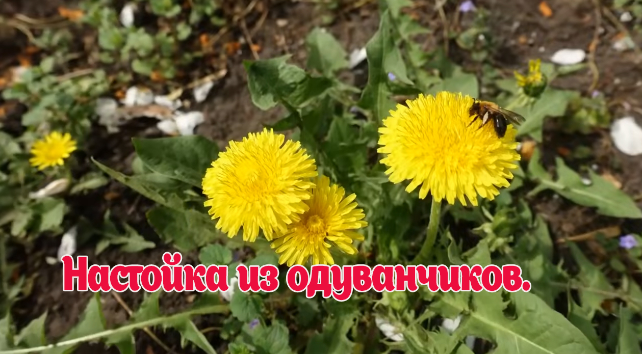 Настойка из ОДУВАНЧИКОВ для лечения суставов