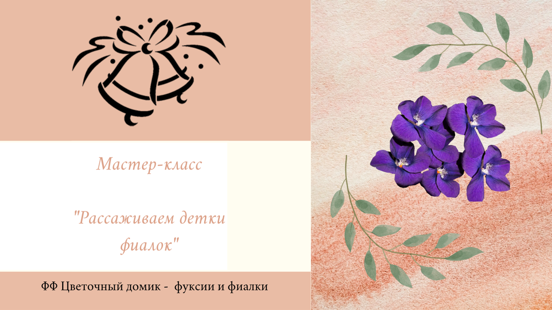 Мастер-класс "Рассаживаем детки фиалок"