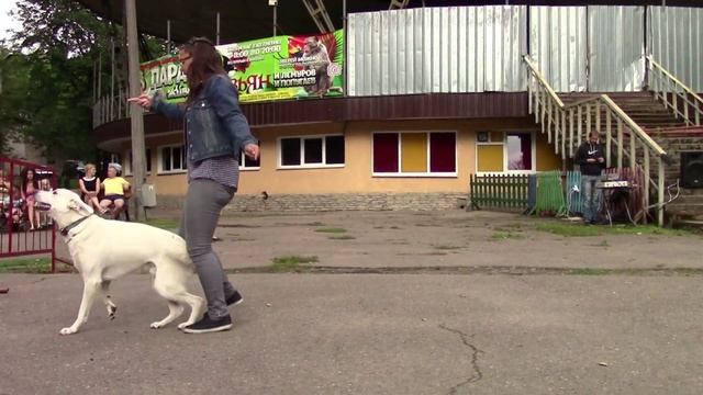 Выступление собак в парке аттракционов около "Таблетки".