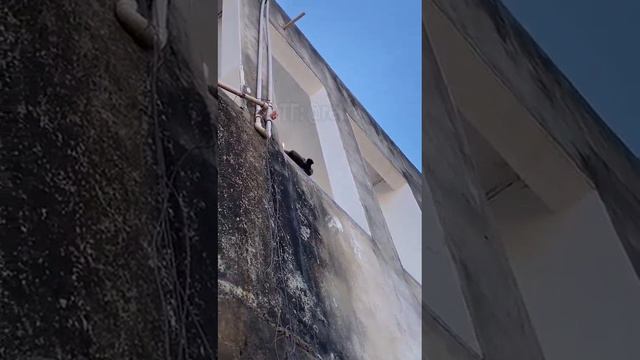 опасная обезьянка