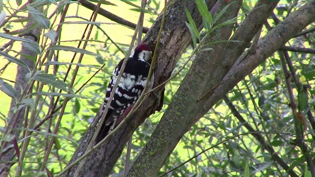 Дятел работает возле реки в парке.