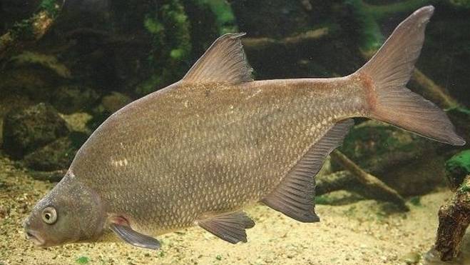 Приколы и новости нашего круглого аквариума